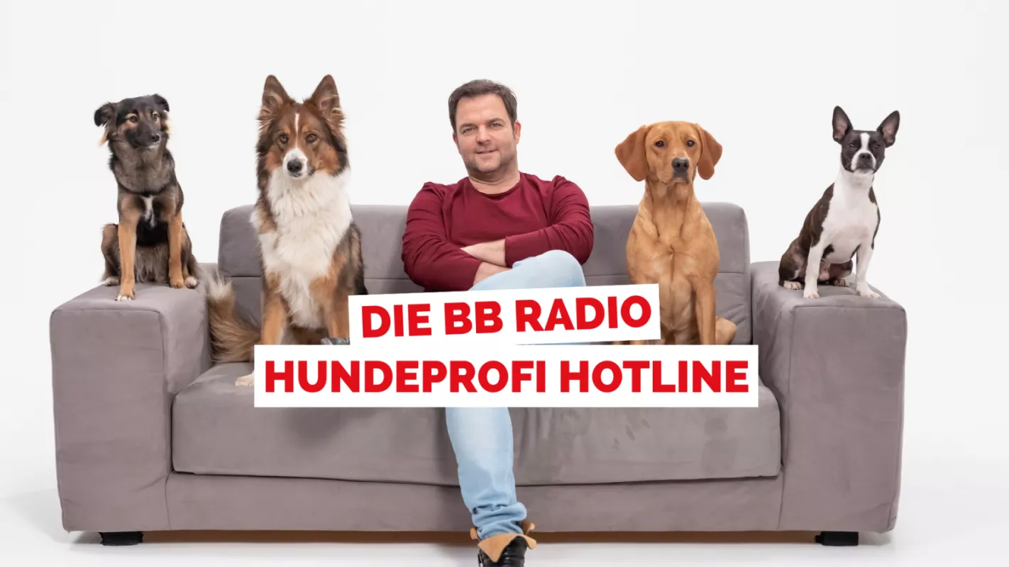 Die BB RADIO Hundeprofi Hotline mit Martin Rütter